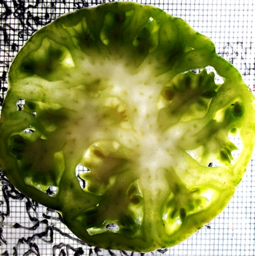 green tomato, hung on a fly screen, with acetate underneath. go figure??